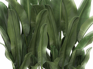 decorative banana in a white flowerpot 539 3D मॉडल