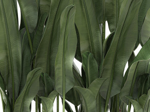decorative banana in a white flowerpot 539 3D मॉडल