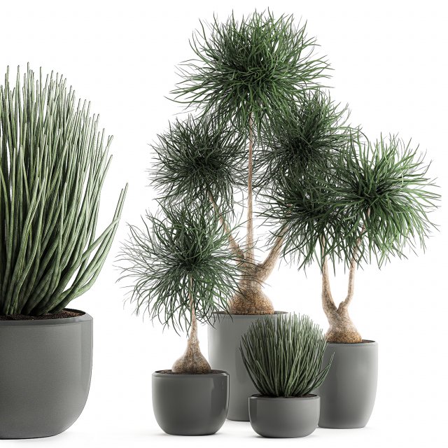 beaucarnea recurvata in a flowerpot for interior design 540 3D Модель .c4d .max .obj .3ds .fbx .stl .blend 