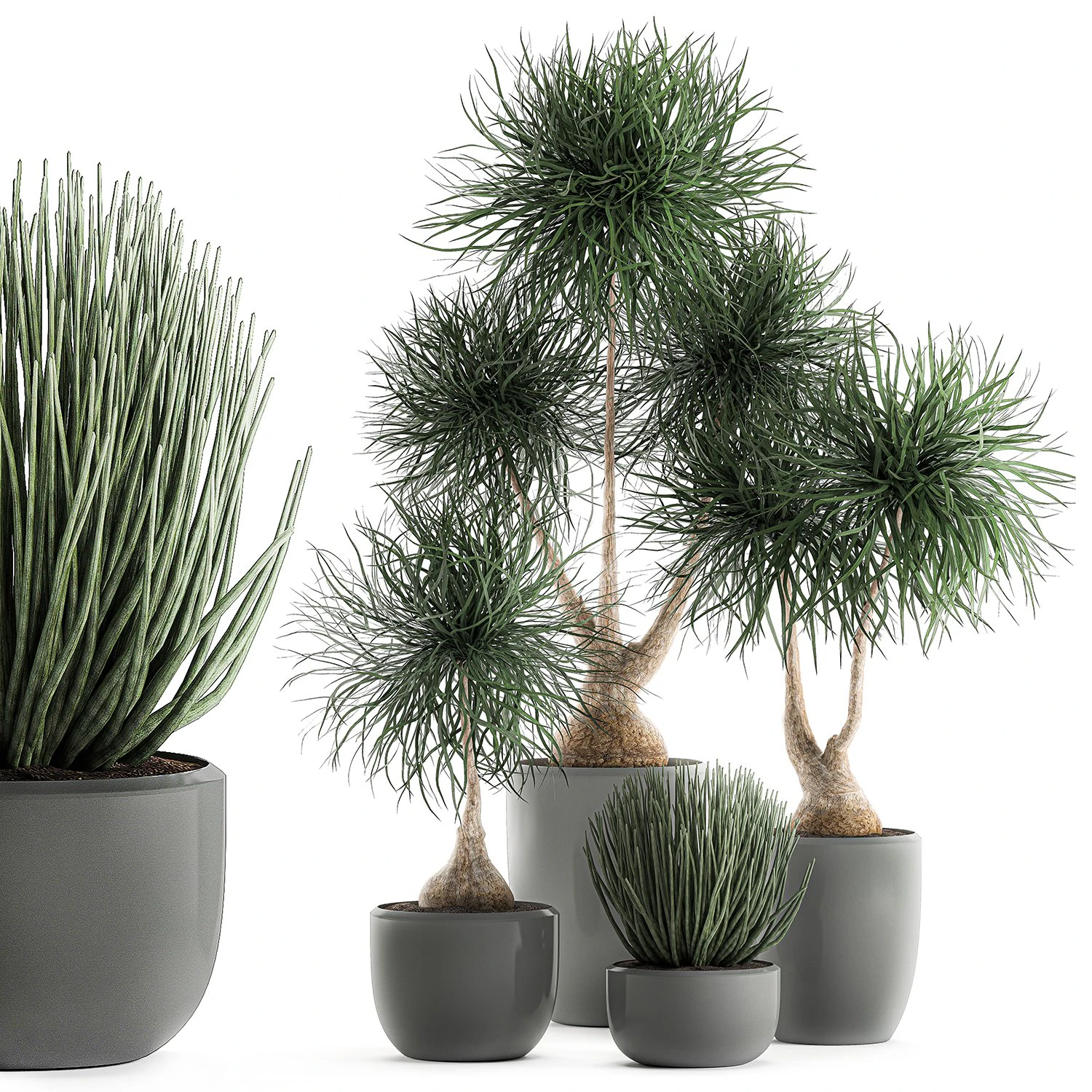beaucarnea recurvata in a flowerpot for interior design 540 3D Model .c4d .max .obj .3ds .fbx .stl .blend 