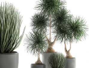 beaucarnea recurvata in a flowerpot for interior design 540 3D Model