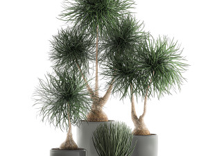 beaucarnea recurvata in a flowerpot for interior design 540 3D Модель
