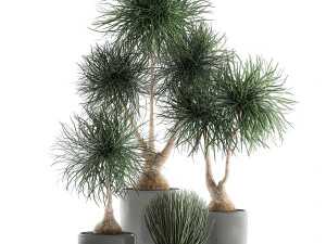 beaucarnea recurvata in a flowerpot for interior design 540 3D Model