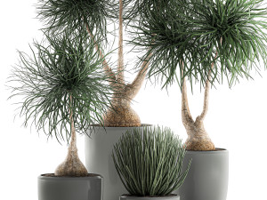 beaucarnea recurvata in a flowerpot for interior design 540 3D Модель