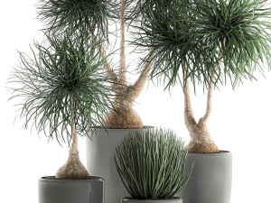 beaucarnea recurvata in a flowerpot for interior design 540 3D Model