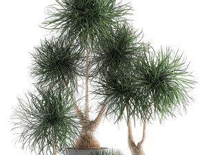 beaucarnea recurvata in a flowerpot for interior design 540 3D Модель