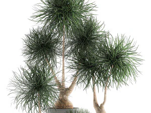 beaucarnea recurvata in a flowerpot for interior design 540 3D Model