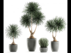 beaucarnea recurvata in a flowerpot for interior design 540 3D Модель
