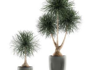 beaucarnea recurvata in a flowerpot for interior design 540 3D Модель