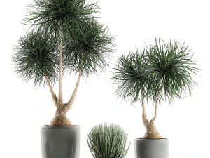 beaucarnea recurvata in a flowerpot for interior design 540 3D Model