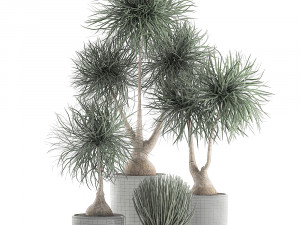 beaucarnea recurvata in a flowerpot for interior design 540 3D Модель