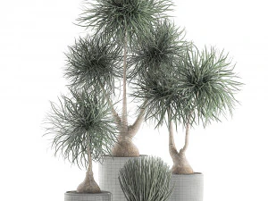 beaucarnea recurvata in a flowerpot for interior design 540 3D Model