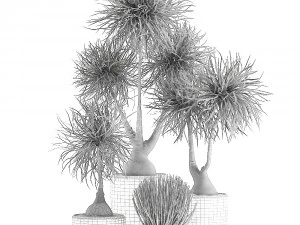 beaucarnea recurvata in a flowerpot for interior design 540 3D Model