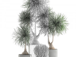beaucarnea recurvata in a flowerpot for interior design 540 3D Модель
