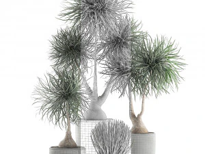 beaucarnea recurvata in a flowerpot for interior design 540 3D Model