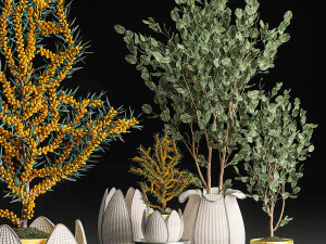 decoratieve bomen in witte manden voor interieur 541 3D Model