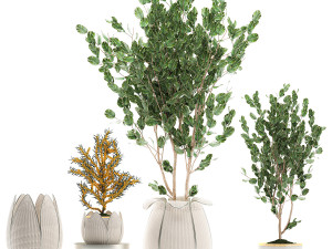 decorative trees in white baskets for the interior 541 3D Модель