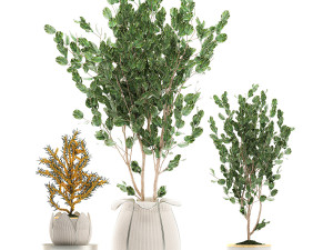 decorative trees in white baskets for the interior 541 3D Модель