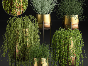 succulents in a flowerpot for interior design 542 3D Model