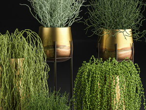 succulents in a flowerpot for interior design 542 3D Model