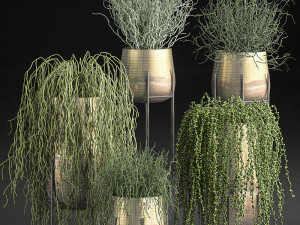 succulents in a flowerpot for interior design 542 3D Model