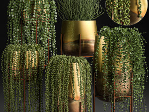 succulents in a flowerpot for interior design 543 3D Model