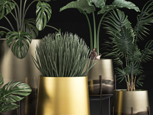 decorative plants in luxury gold pots for the interior 544 3D Model