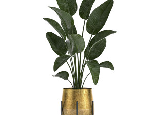 decorative plants in luxury gold pots for the interior 545 3D Model