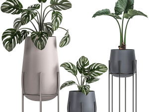 decorative plants in pots for the interior 547 3D 模型