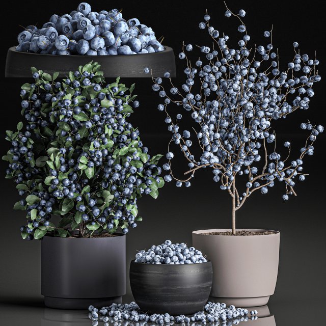 decorative blueberry tree in pots for the interior 547 3D Модель .c4d .max .obj .3ds .fbx .stl .blend 