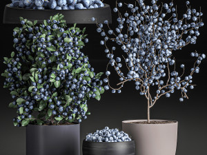 decorative blueberry tree in pots for the interior 547 3D Model