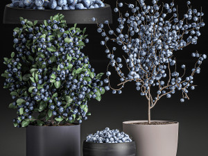 decorative blueberry tree in pots for the interior 547 3D-Modell