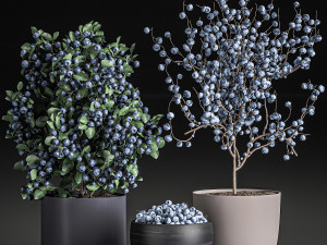 decorative blueberry tree in pots for the interior 547 3D Модель