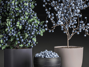 decorative blueberry tree in pots for the interior 547 3D Модель