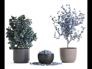 decorative blueberry tree in pots for the interior 547 3D Модель