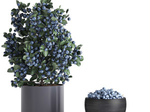 decorative blueberry tree in pots for the interior 547 3D Модель