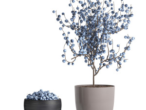 decorative blueberry tree in pots for the interior 547 3D Модель