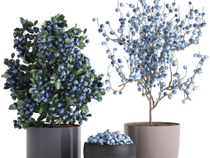 decorative blueberry tree in pots for the interior 547 3D Модель
