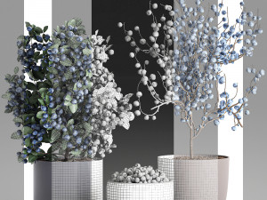 decorative blueberry tree in pots for the interior 547 3D Модель