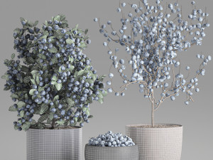 decorative blueberry tree in pots for the interior 547 3D Модель