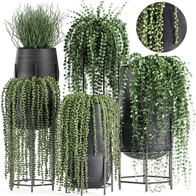 succulents in a flowerpot for interior design 549 3D Model .c4d .max .obj .3ds .fbx .stl .blend 