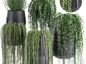 succulents in a flowerpot for interior design 549 3D Model