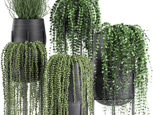 succulents in a flowerpot for interior design 549 3D Model