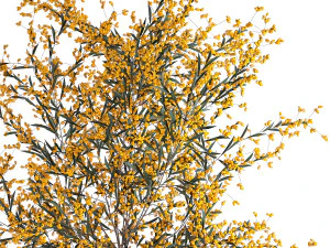 decorative bouquet of branches with yellow berries in a vase 96 3D Model