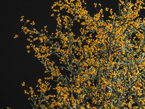 decorative bouquet of branches with yellow berries in a vase 96 3D Model