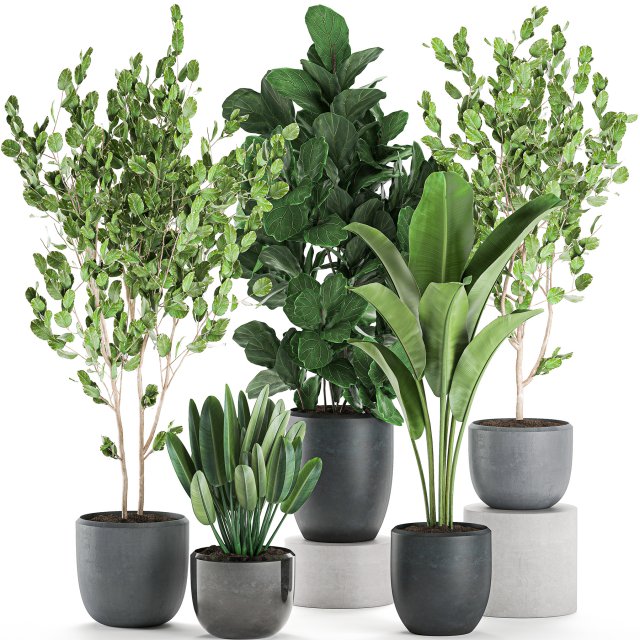 decorative plants in pots for the interior 550 3D Model .c4d .max .obj .3ds .fbx .stl .blend