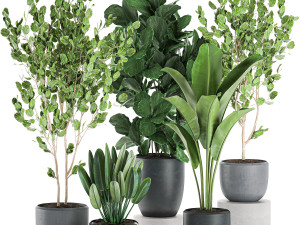 decorative plants in pots for the interior 550 Modèle 3D