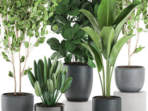 decorative plants in pots for the interior 550 3D Model