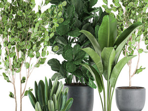 decorative plants in pots for the interior 550 3D Model