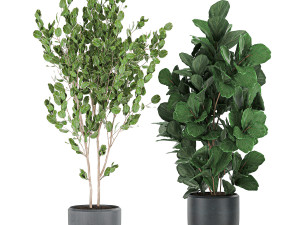 decorative plants in pots for the interior 550 3D Model